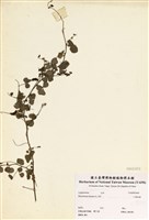 藏品(小葉括根)的圖片